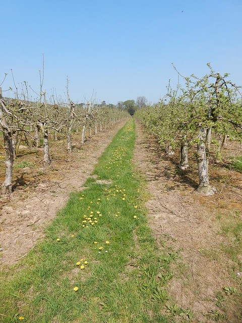 Orchard row Bekesbourne to Sturry