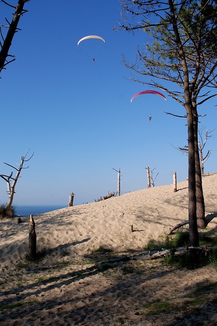 Paraglider through tree Dune de Pyla