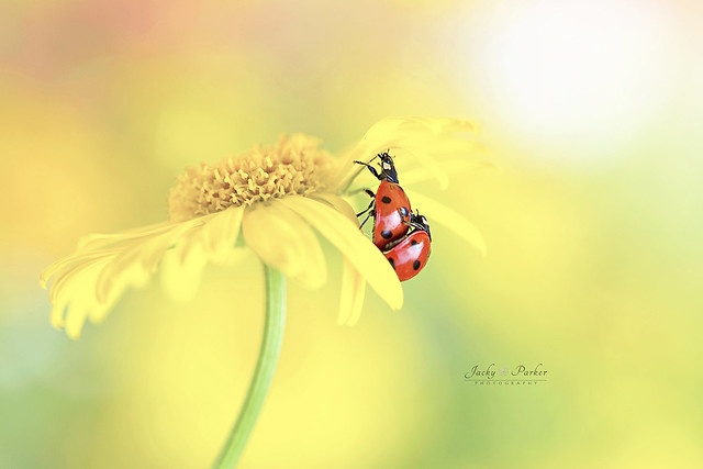 Ladybird Love