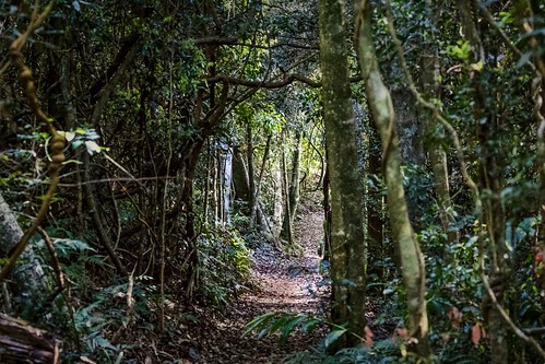 track trail rainforest eucalyptandvineforest boombana daguilarnationalpark mtnebo thylogaletrack shadows sunlight vegetation wildlife texture jerryb4jones