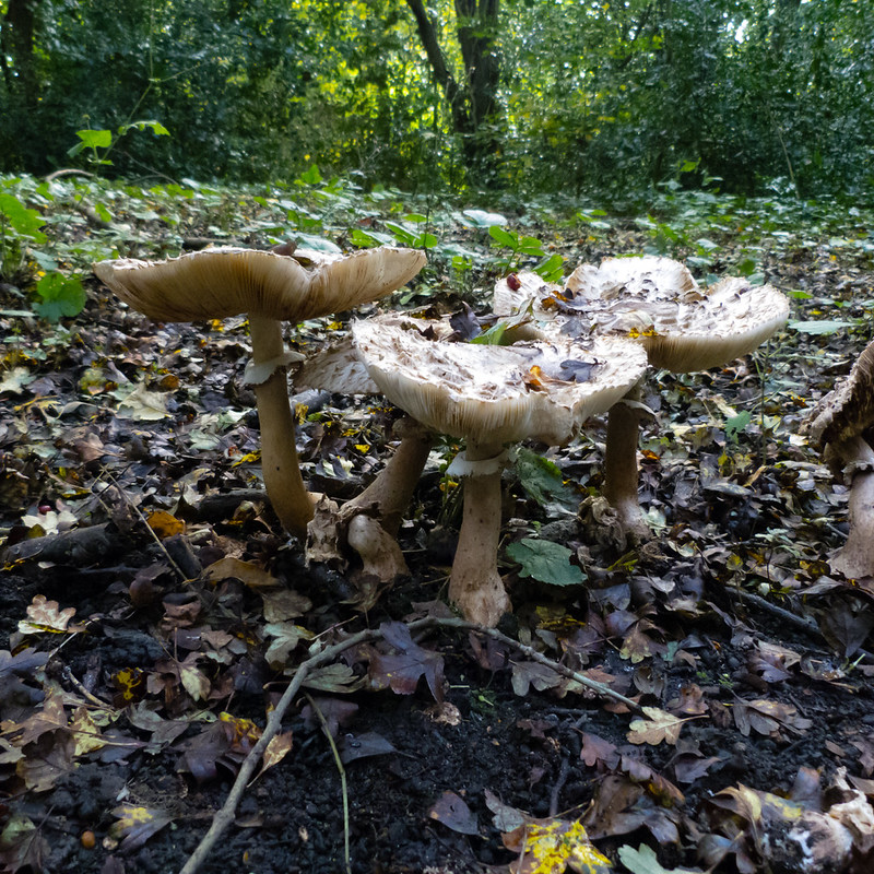 Group of shaggy parasols