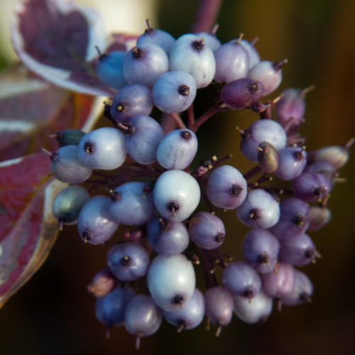 Feverfew berries, November