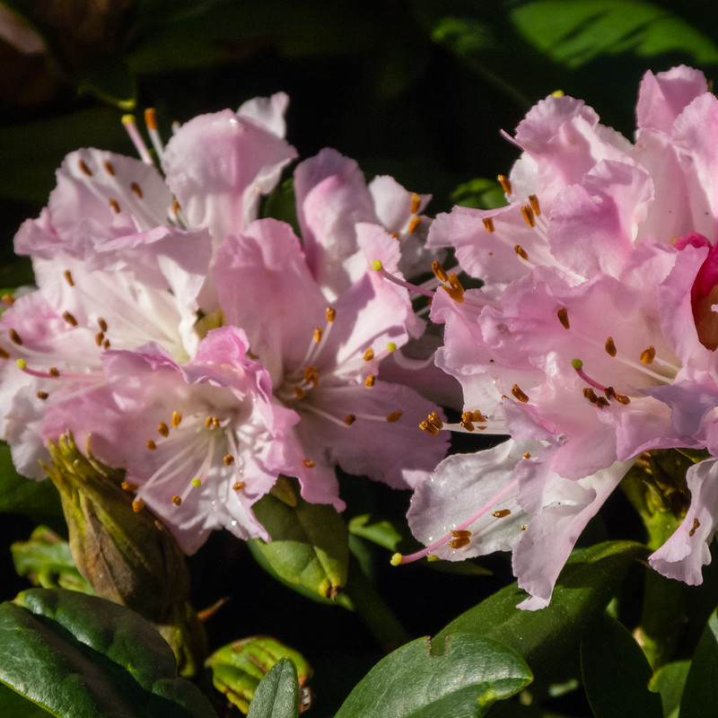 November rhododendron flower