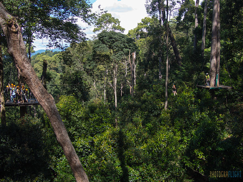 trees thailand jungle chiangmai zipline ziplining jungleflight