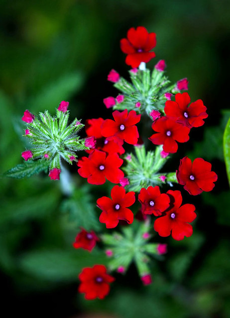 Fleurs Rouges Picots Australie 302 - Fleurettes rouges | T--- | -Petite Fleur- | Flickr