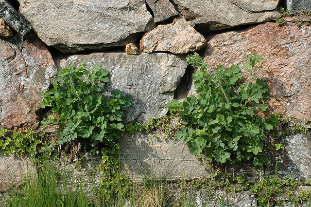 Fig.4 Svaleurt (Chelidonium majus) i murene på Dragsmark kloster