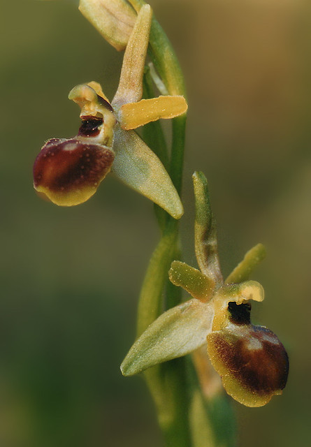 Ophrys  araneola /Ophrys petite araignée /Orchidacées