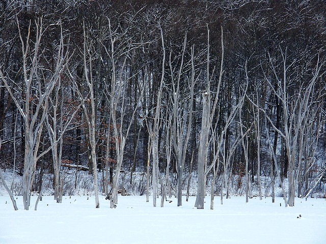 Frozen Dead Forest