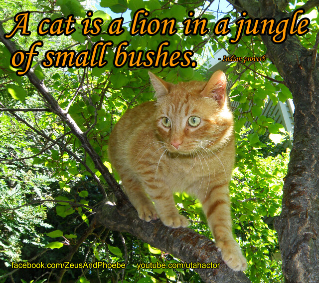 A cat is a lion in a jungle of small bushes
