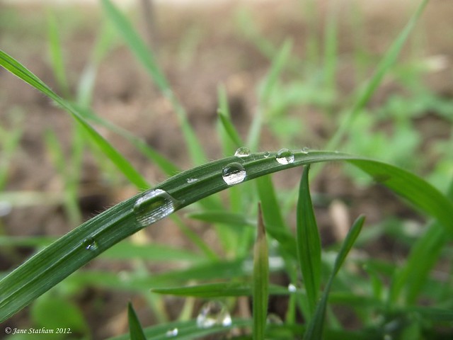 Raindrops on the grass.