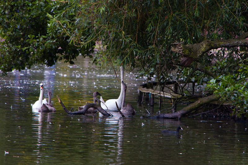 Swan and cygnet stretching to eat willow leaves