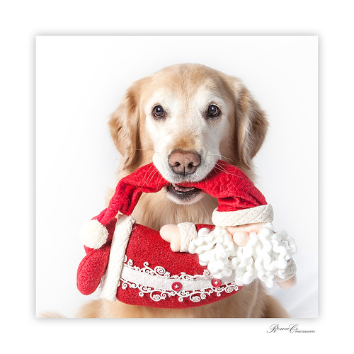 Christmas picture ideas for dogs :) | www.romaczphotography.… | Flickr