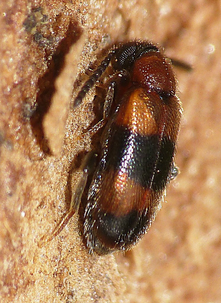 Coleoptera Arderidae s001-s P_1360133 | Edithvale-Australia Insects and ...