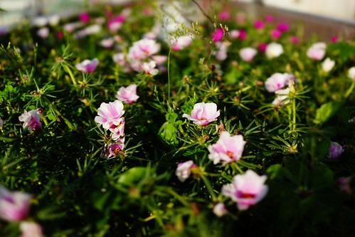 Sony RX1 test | by perahia