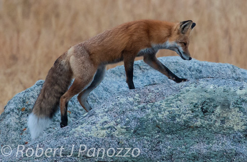 fox yellowstonenationalpark yellowstone redfox naturesgallery thenaturesgreenpeace