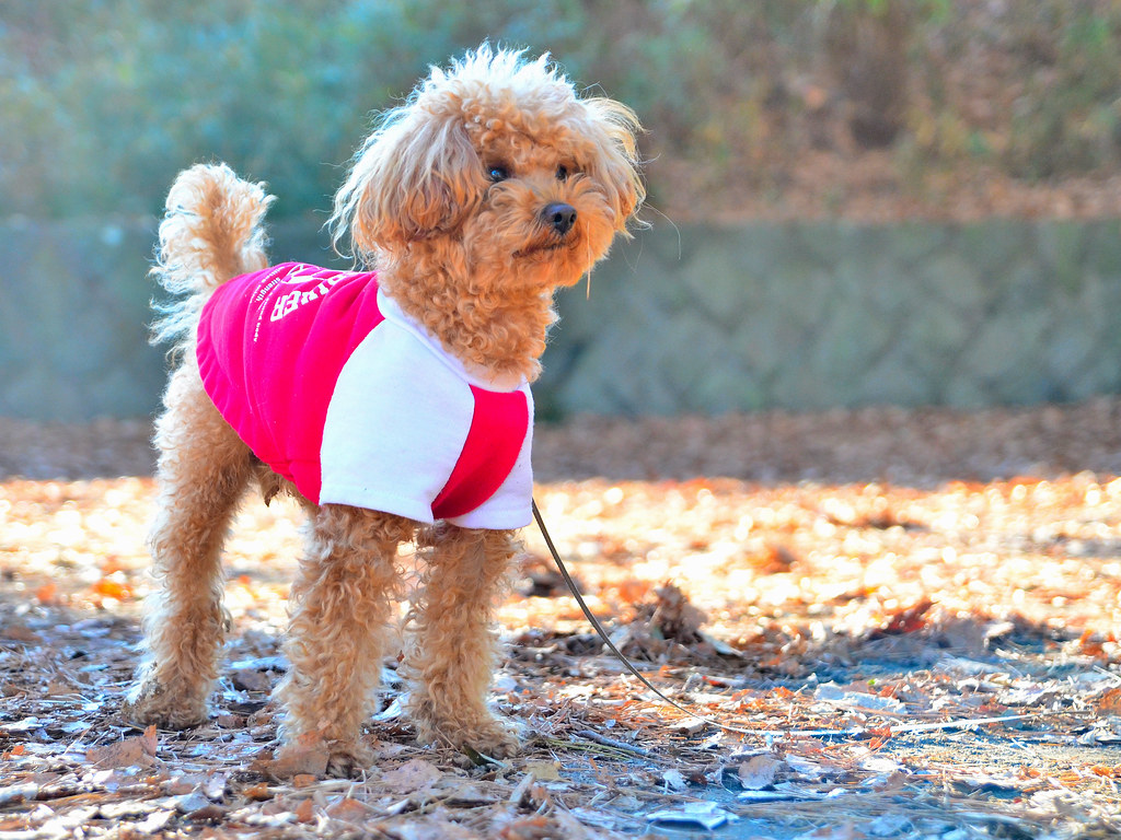 かわいい トイ プードル Cute Toy Poodle この犬の名前は コロ 公園でよく会う ６歳のオスの Flickr