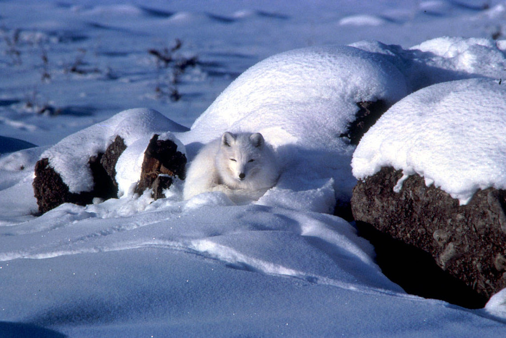 Arctic fox in snow, Photo credit: USFWS/Keith Morehouse Spe…
