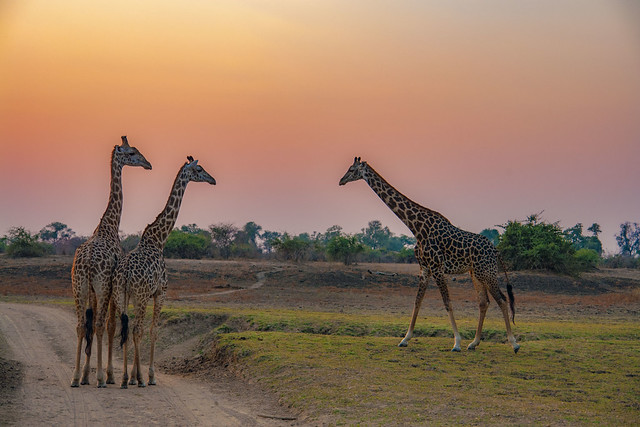 Zambia_LionCamp_309_giraffe