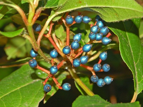 Caprifoliaceae - Viburnum tinus