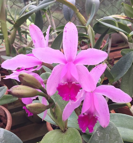 Cattleya intermedia | by F.Setembrino