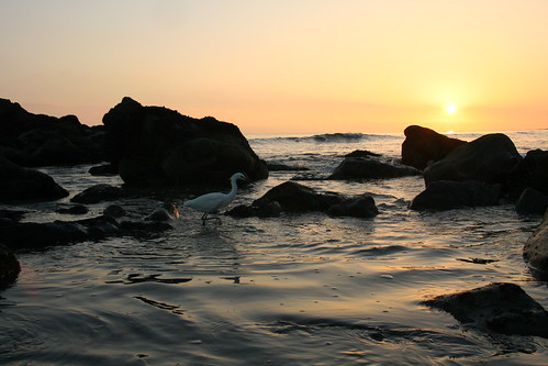 sunset seascape beach water landscape egret theopenwall grantpfabian