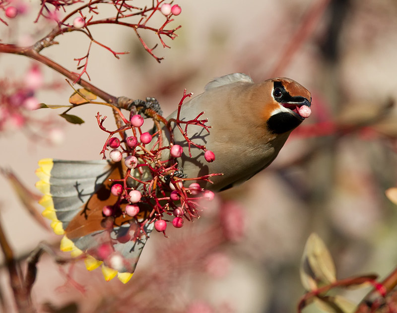 Waxwings - Chilwell
