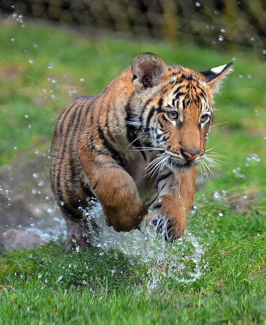 tiger cub 5963