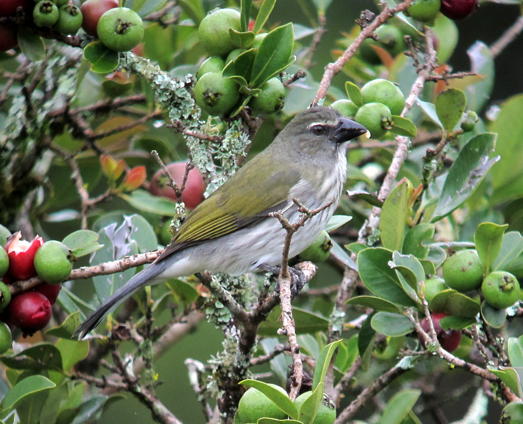 Saltator pio judío (Saltator striatipectus)