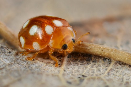 Vibidia duodecimguttata | The ladybird Vibidia duodecimgutta… | Flickr
