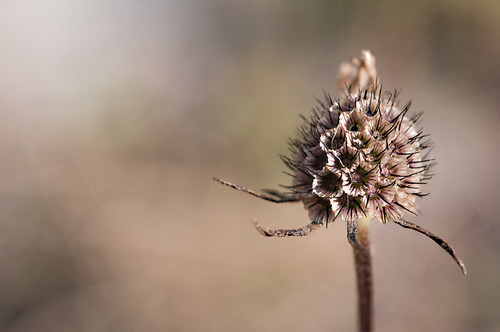 Fiore d'inverno | by enzo mattei