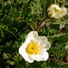 Flickr photo 'Mountain Avens, Dryas octopetala, Spitsbergen,270708' by: The Travelling Naturalist.