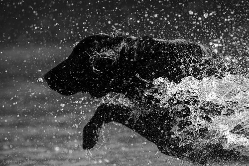 Racing the Splash! | by Lodgepole