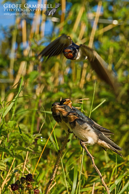 Barn Swallow in Flight (Hirundo rustica)