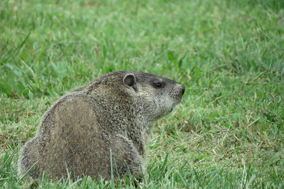 photo of a groundhog...on the ground