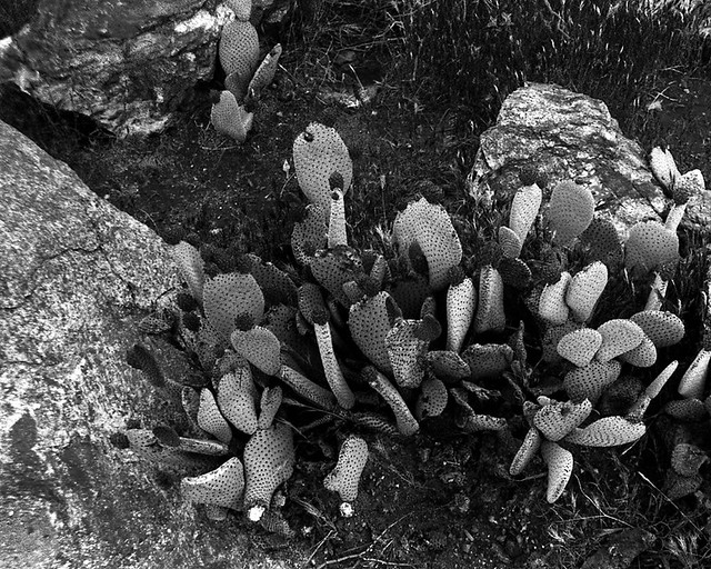 Cacti, 1979