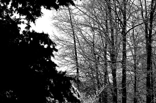 trees winter snow knoxville 2013