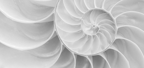 Nautilus Shell Detail, California  2012