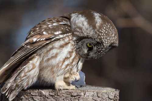 Boreal Owl