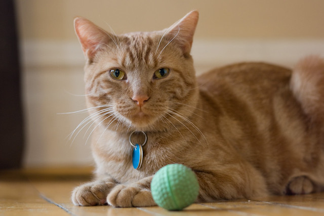 cat and ball