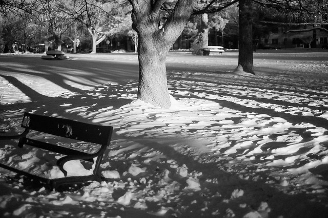 Let it snow - Albany, NY - 2012, Dec - 02.jpg