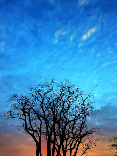 sky tree sunrise