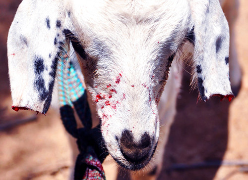 Sacrifice to the Gods  -  Angola Traditional Goat Preparation