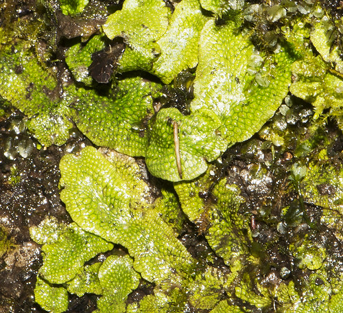 virginia flickr unitedstates va nps11913wahrani barhamsville conocephalaceaefamily liverwortshepaticophyta marchantiaesc