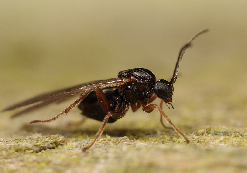 IMG_2535 Gall wasp