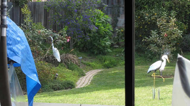 IMG_4973 great egret backyard heron