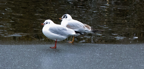 Black-headed gulls on an icy lake