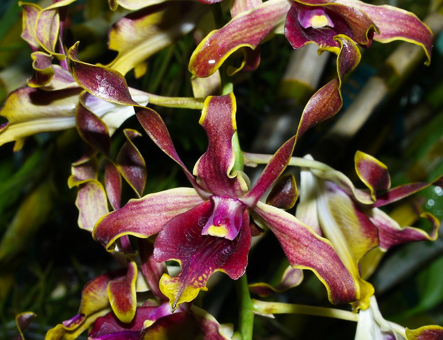 Orchid Society of Papua New Guinea