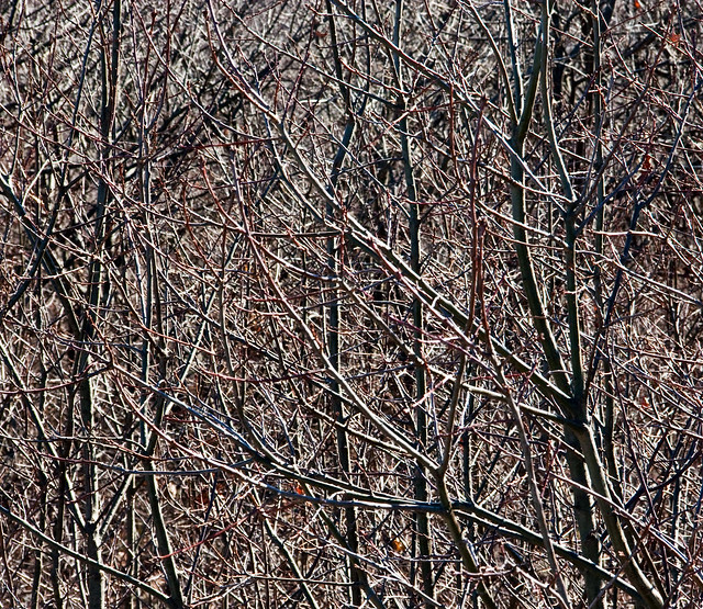 Branch pattern of bare trees
