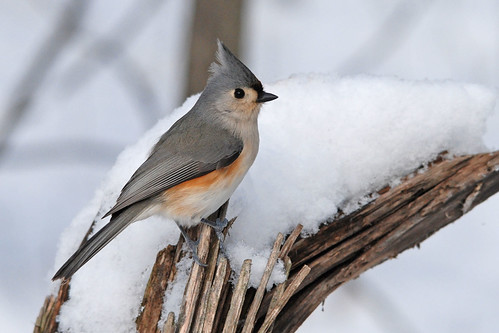 snow michigan titmouse tuftedtitmouse kensingtonmetropark specanimal mygearandme mygearandmepremium mygearandmebronze