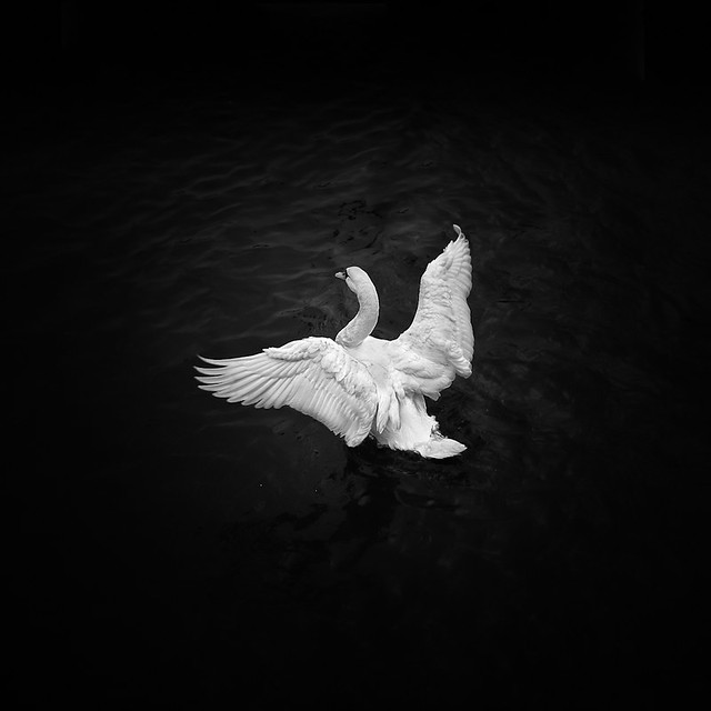 Swan Of Leda..
